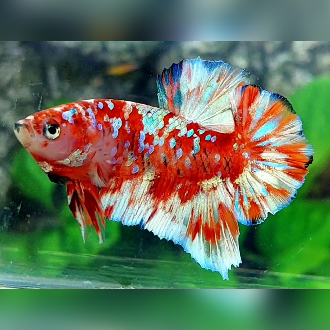 Red Barongsai Galaxy HMPK Male