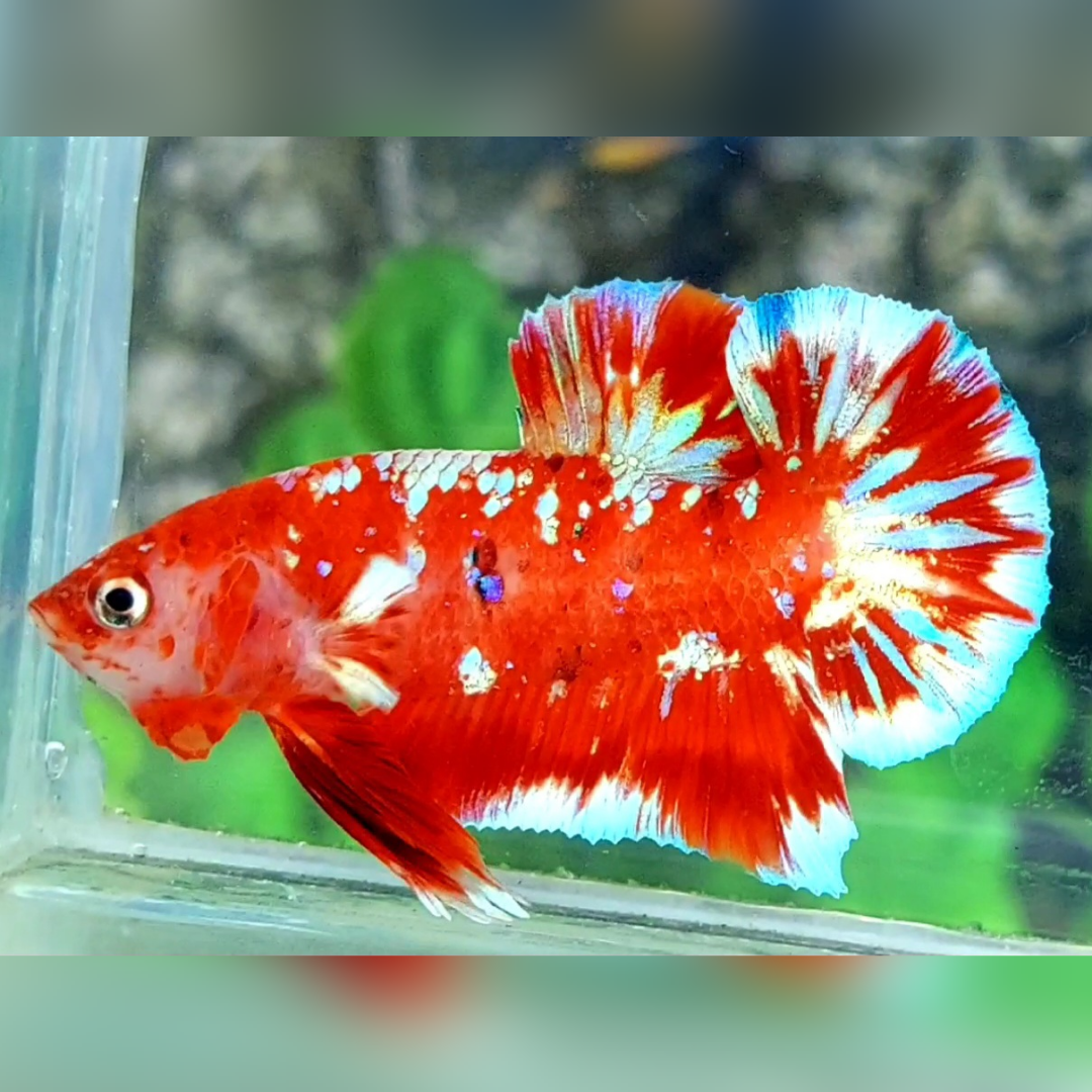 Red Barongsai Galaxy HMPK Male