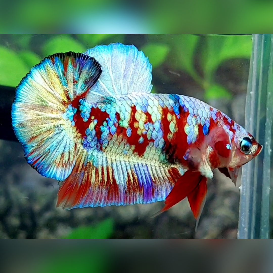 Red Barongsai Galaxy Over HMPK Male