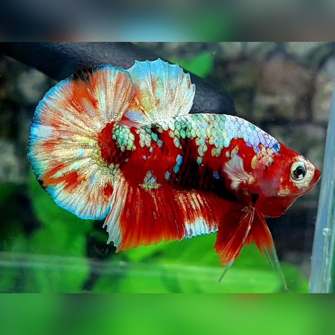 Red Barongsai Galaxy Over HMPK Male