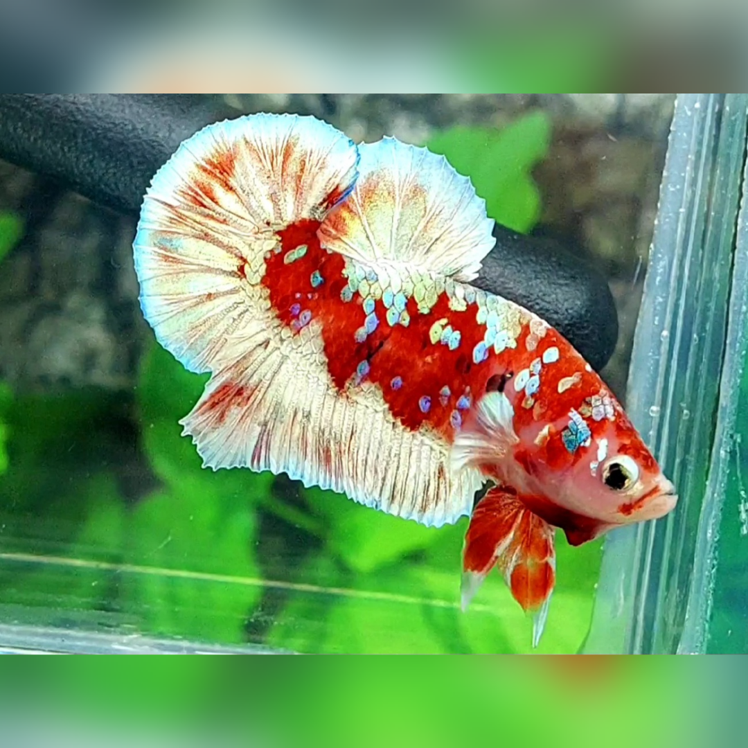 Red Barongsai Galaxy Over HMPK Male