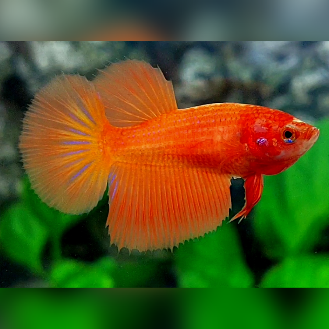 Solid Orange Halfmoon Female For Sorority / Breed #na