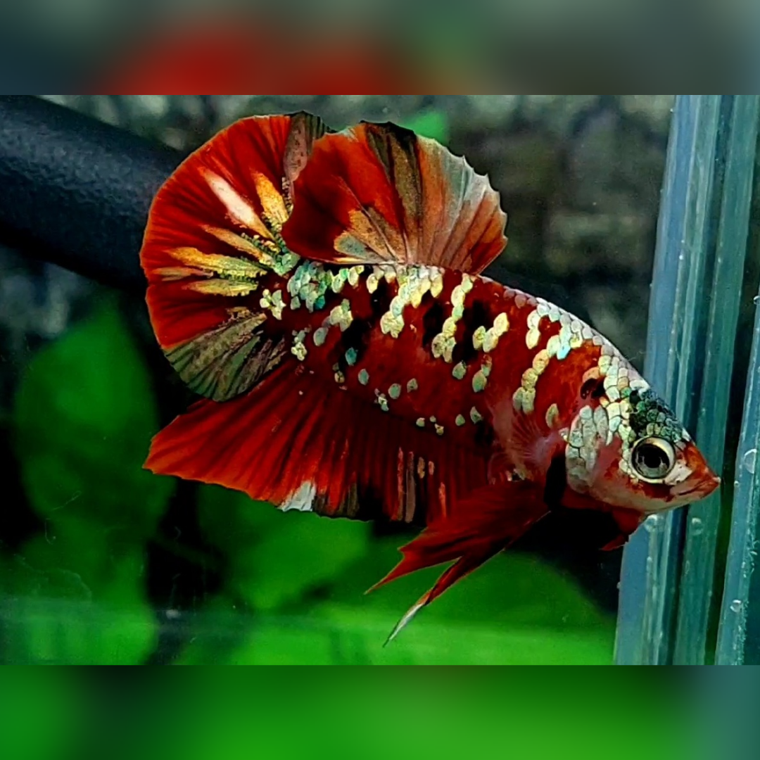 Red Copper Gold Galaxy HMPK Male #RKC #na