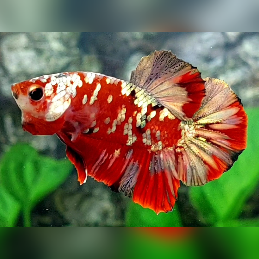 Red Copper Gold Galaxy HMPK Male #RKC
