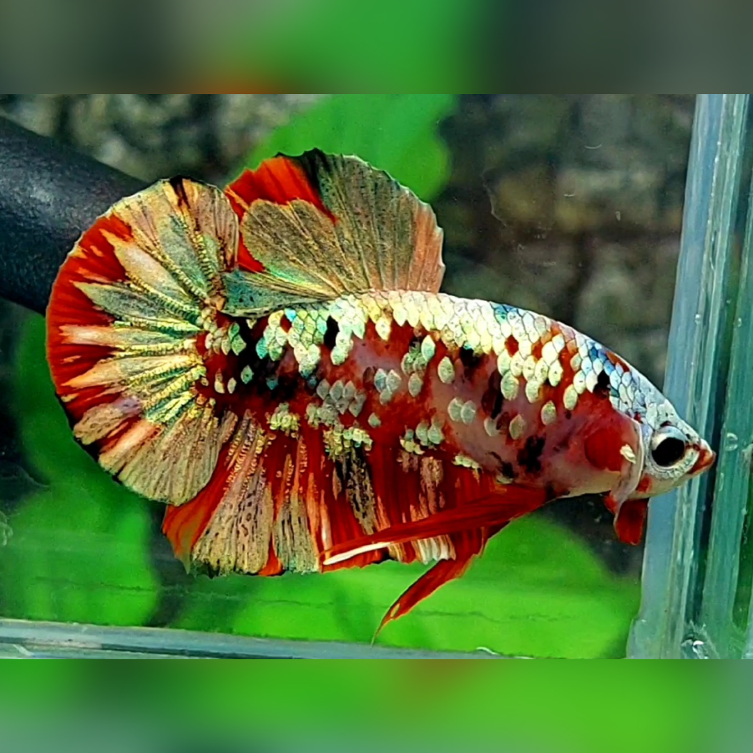 Red Koi Copper Gold Galaxy HMPK Male #RKC