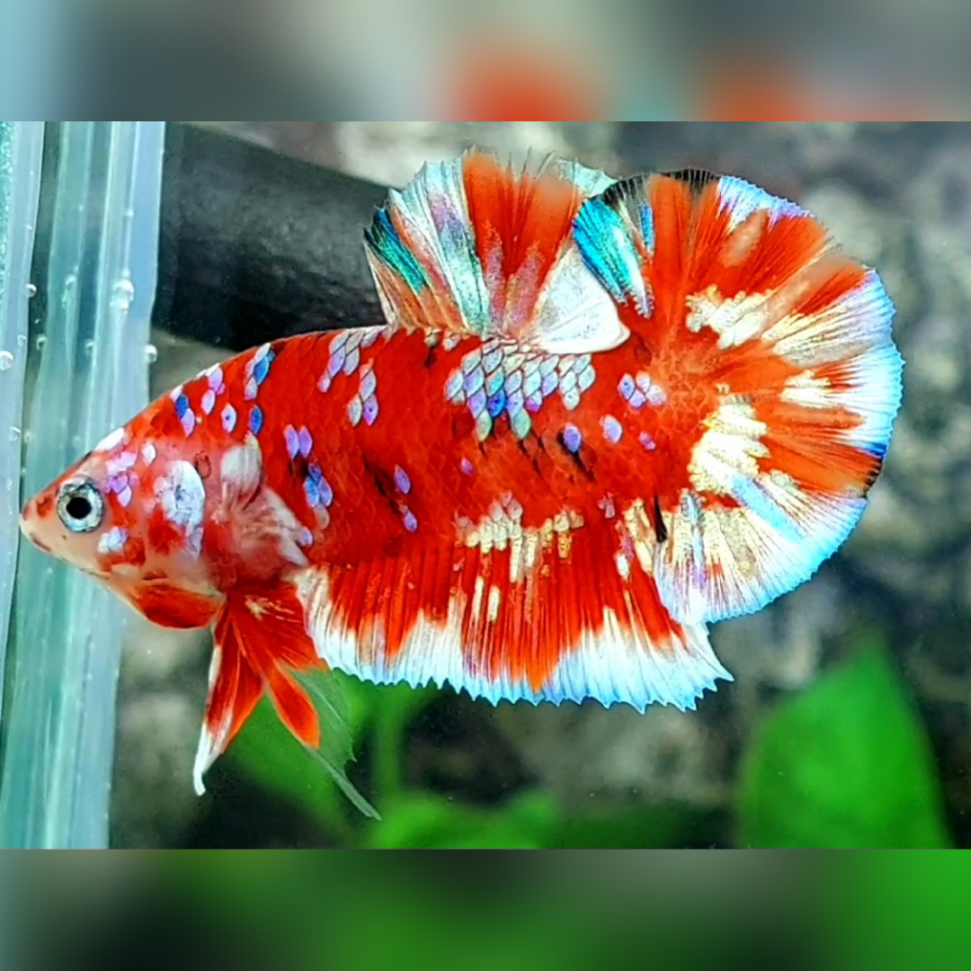 Red Barongsai Galaxy Over HMPK Male