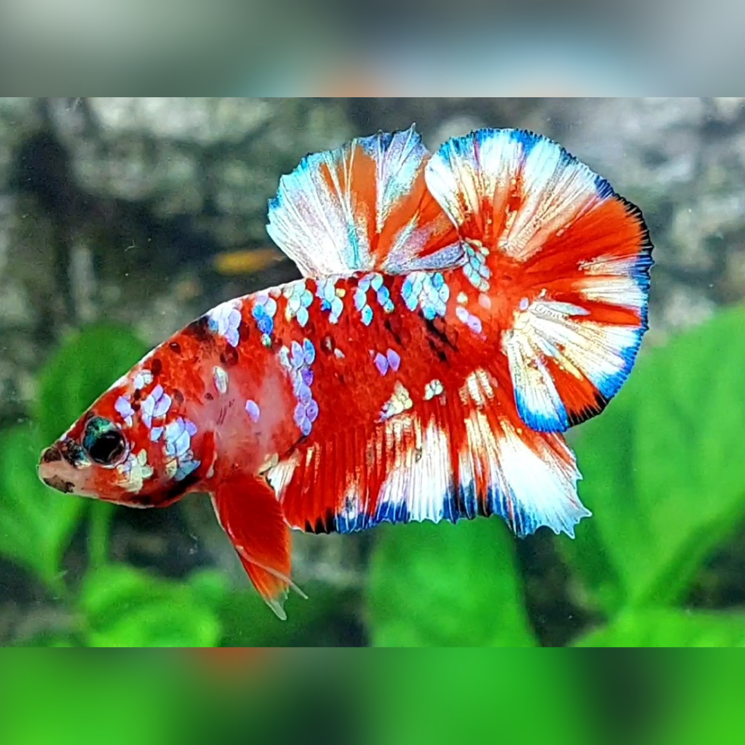Red Barongsai Galaxy Over HMPK Male