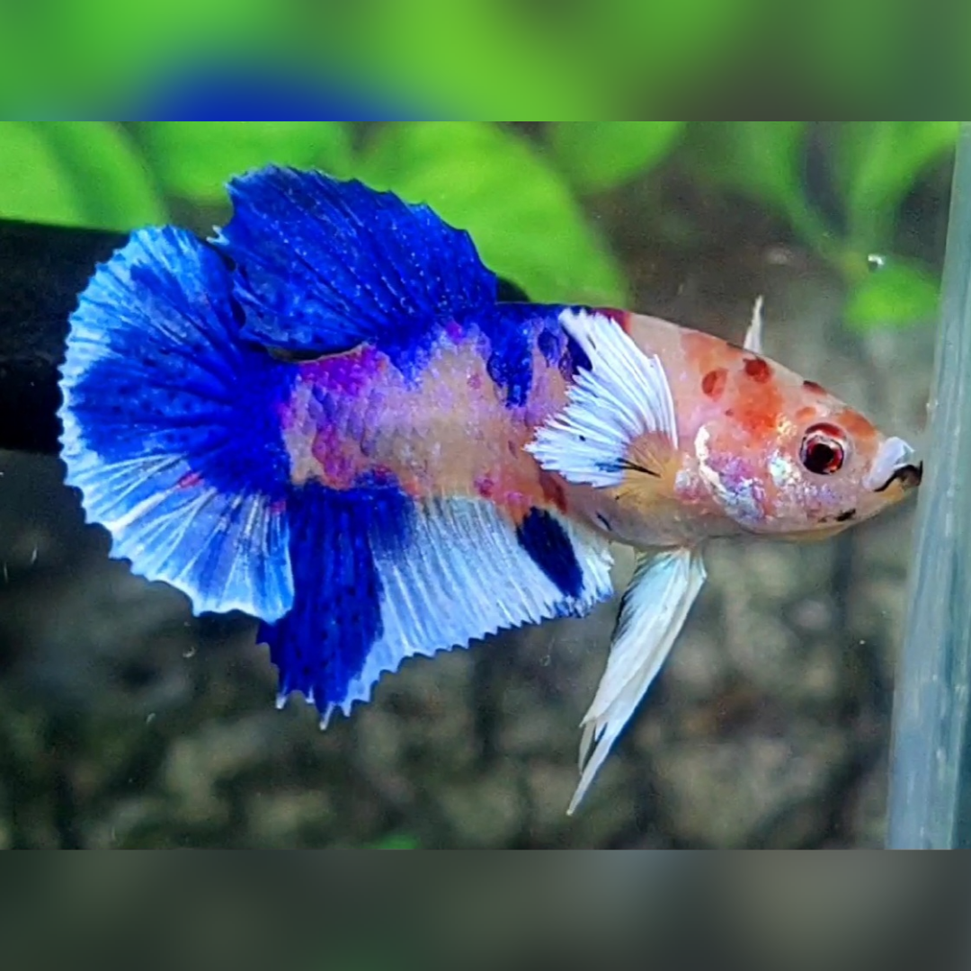Juve Dumbo Ears Blue Candy HMPK Male