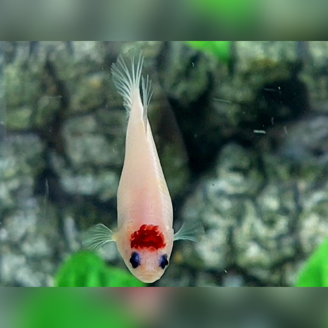 Koi Tancho HMPK Female For Sorority / Breed #na
