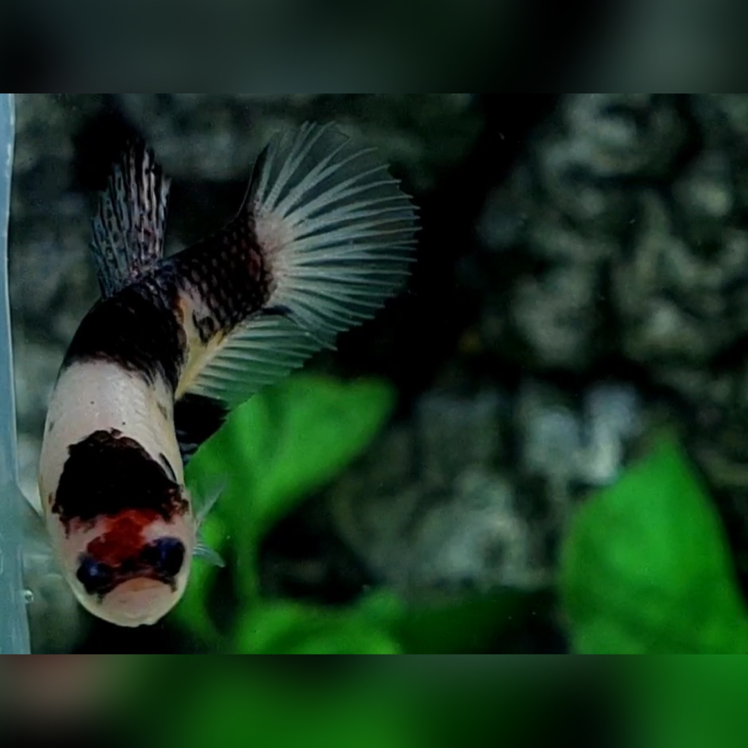 Black Koi Tancho HMPK Female For Sorority / Breed #na