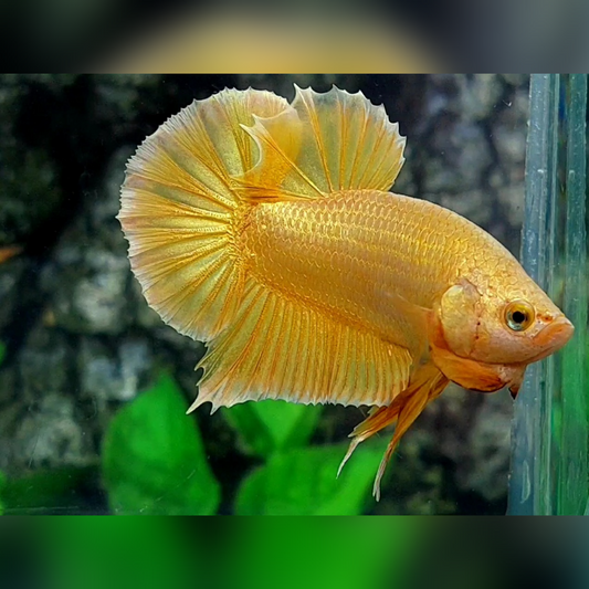 Solid Super Gold 24K (No Flash) HMPK Male #na