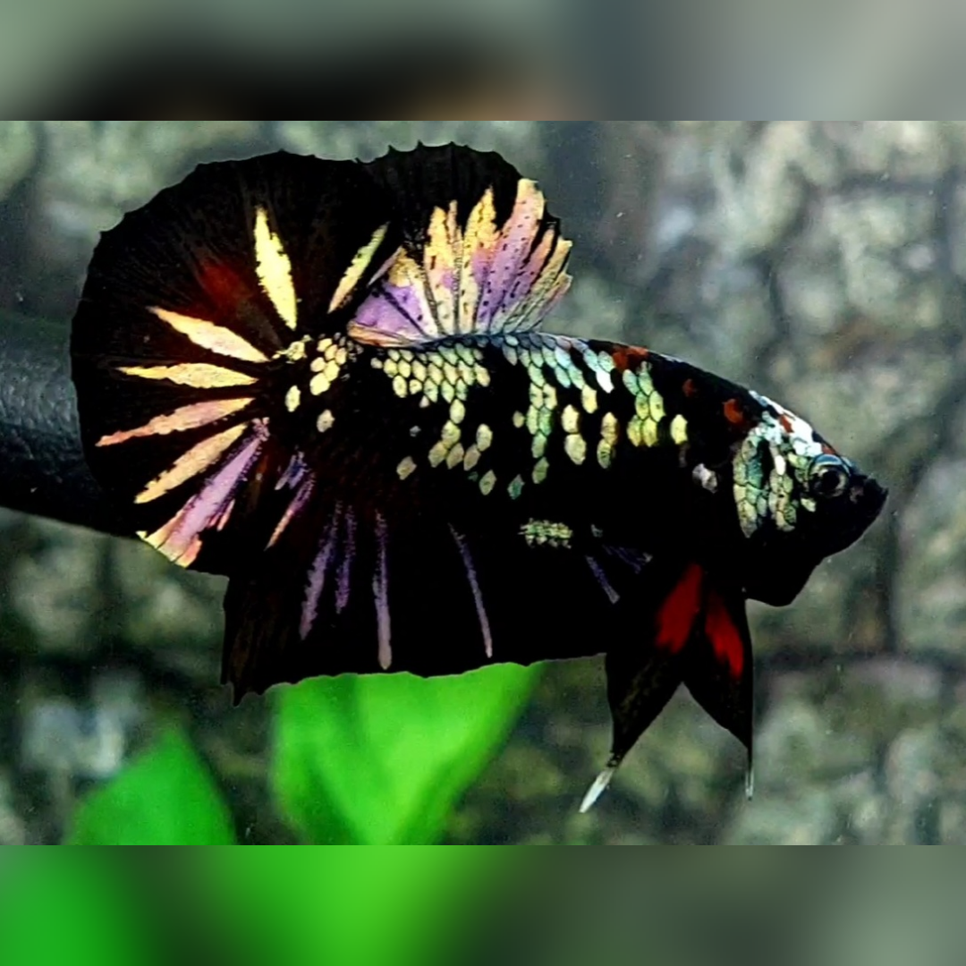 Avatar Copper Gold HMPK Male #na