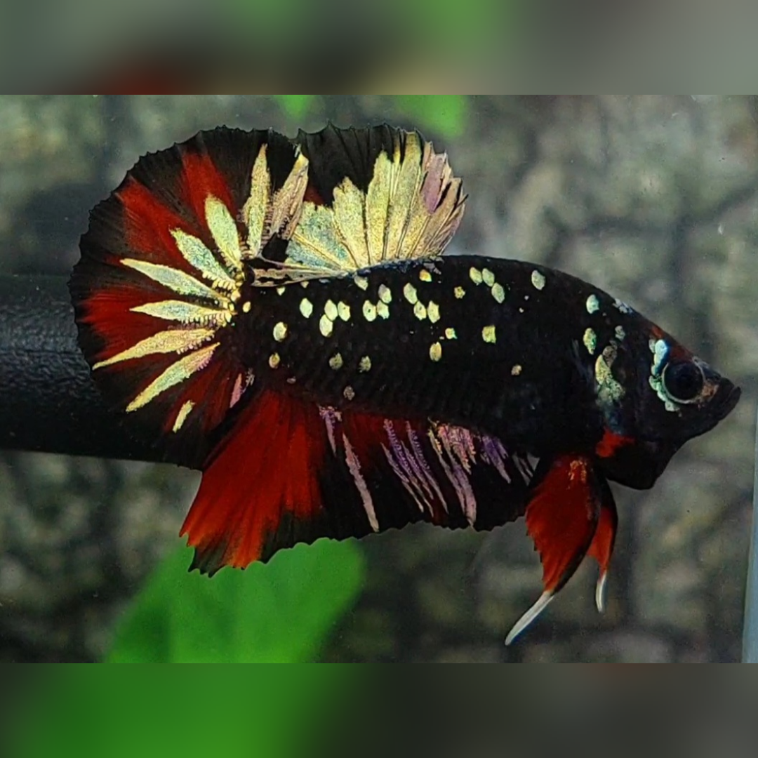 Avatar Red Vampire Copper Gold HMPK Male #na