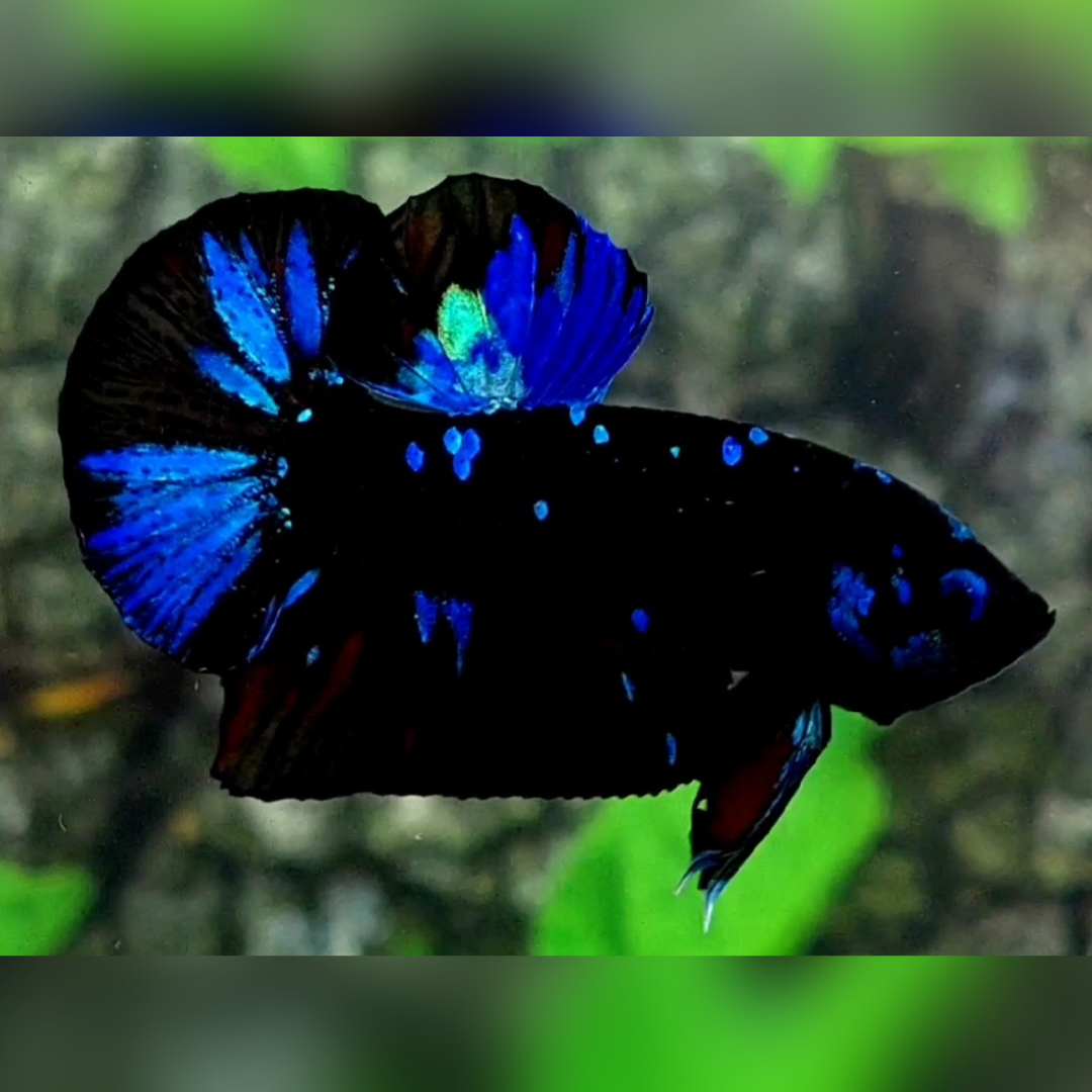 Avatar Blue Blackstar Galaxy HMPK Male #na