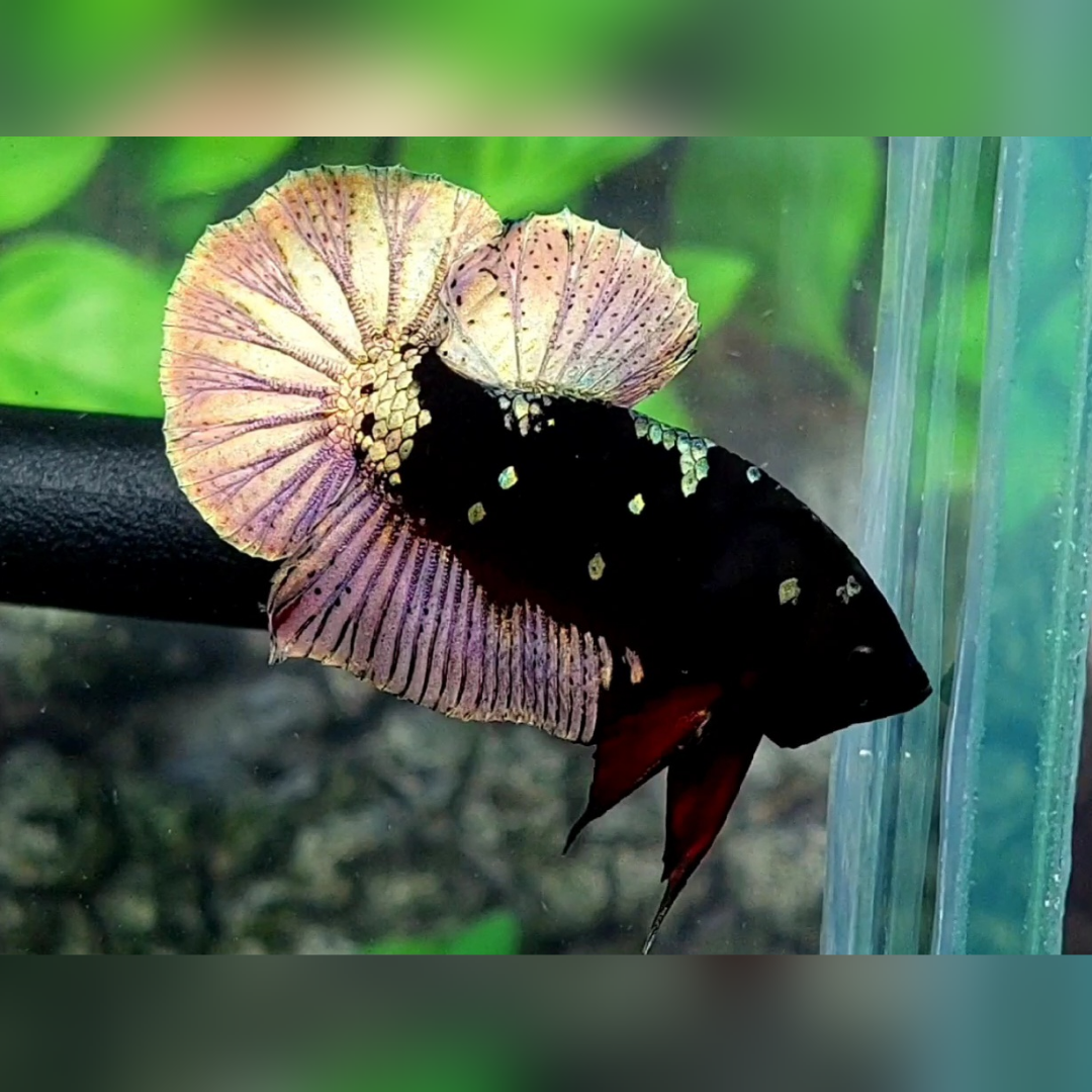 Avatar Copper Gold HMPK Male #na