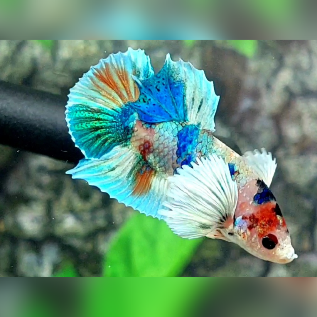 Dumbo Ear Multicolor Metalic HMPK Male #na