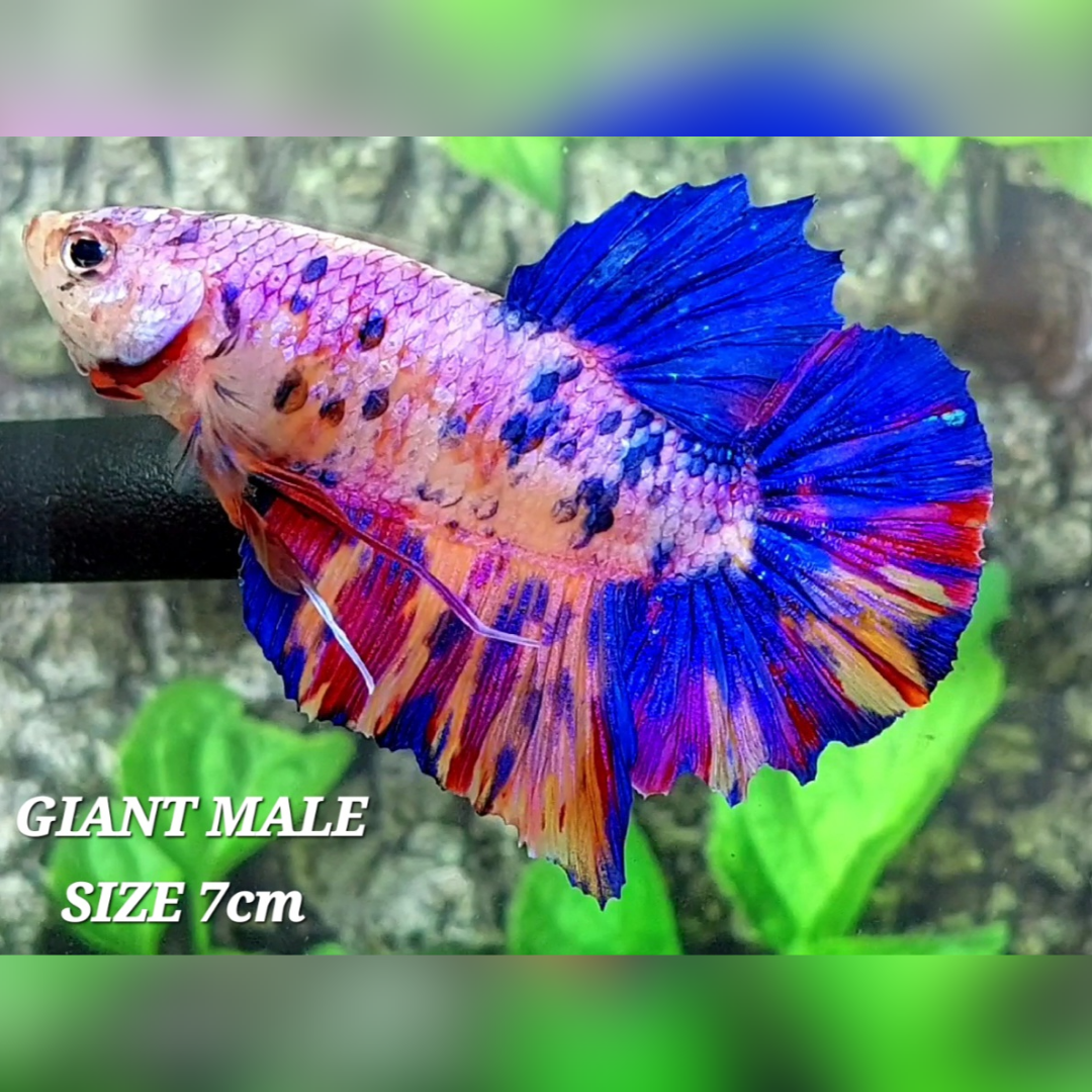Multicolor Pink Candy Galaxy JUMBO GIANT HMPK Betta Fish Male