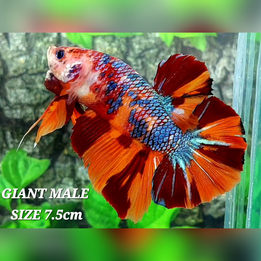 Nemo Leopard Candy JUMBO GIANT HMPK Male