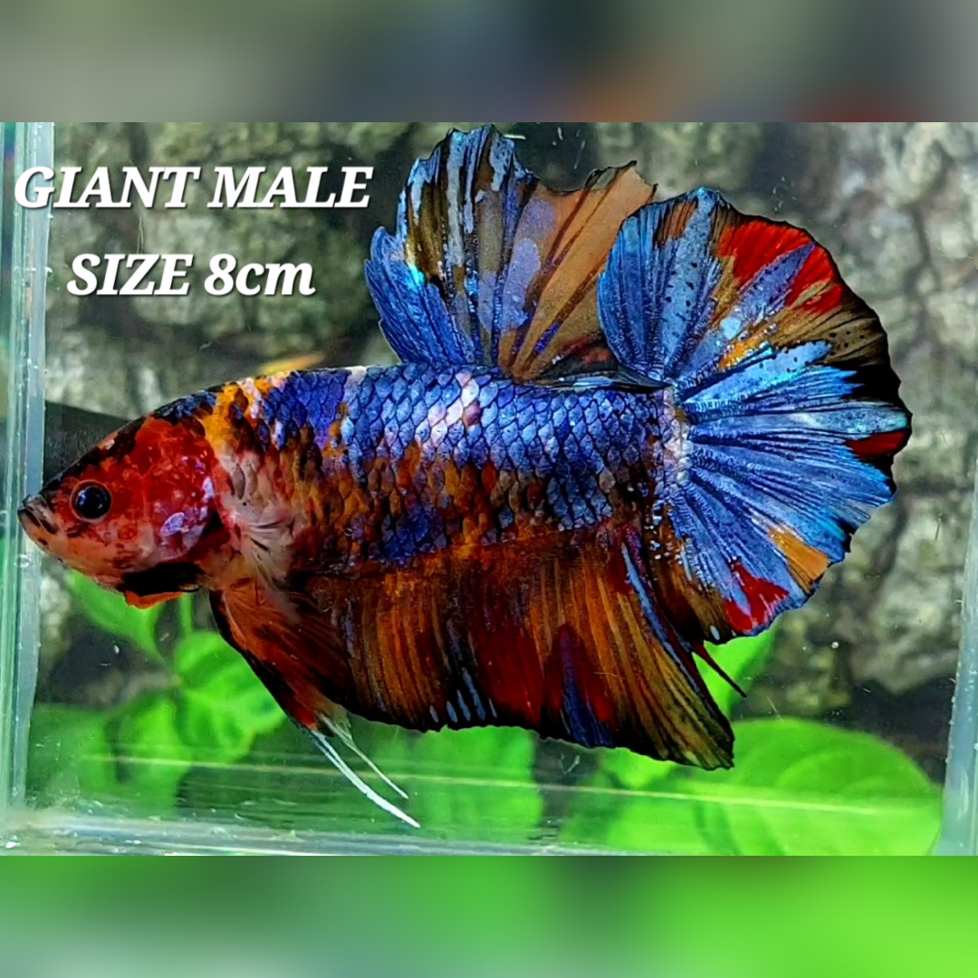 Multicolor Galaxy JUMBO GIANT HMPK Betta Fish Male