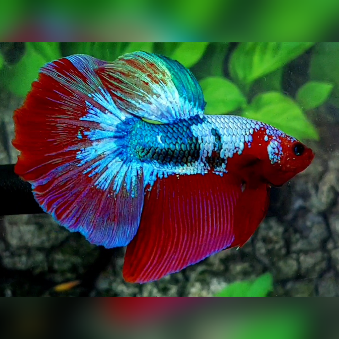 Fancy Hellboy Halfmoon Male