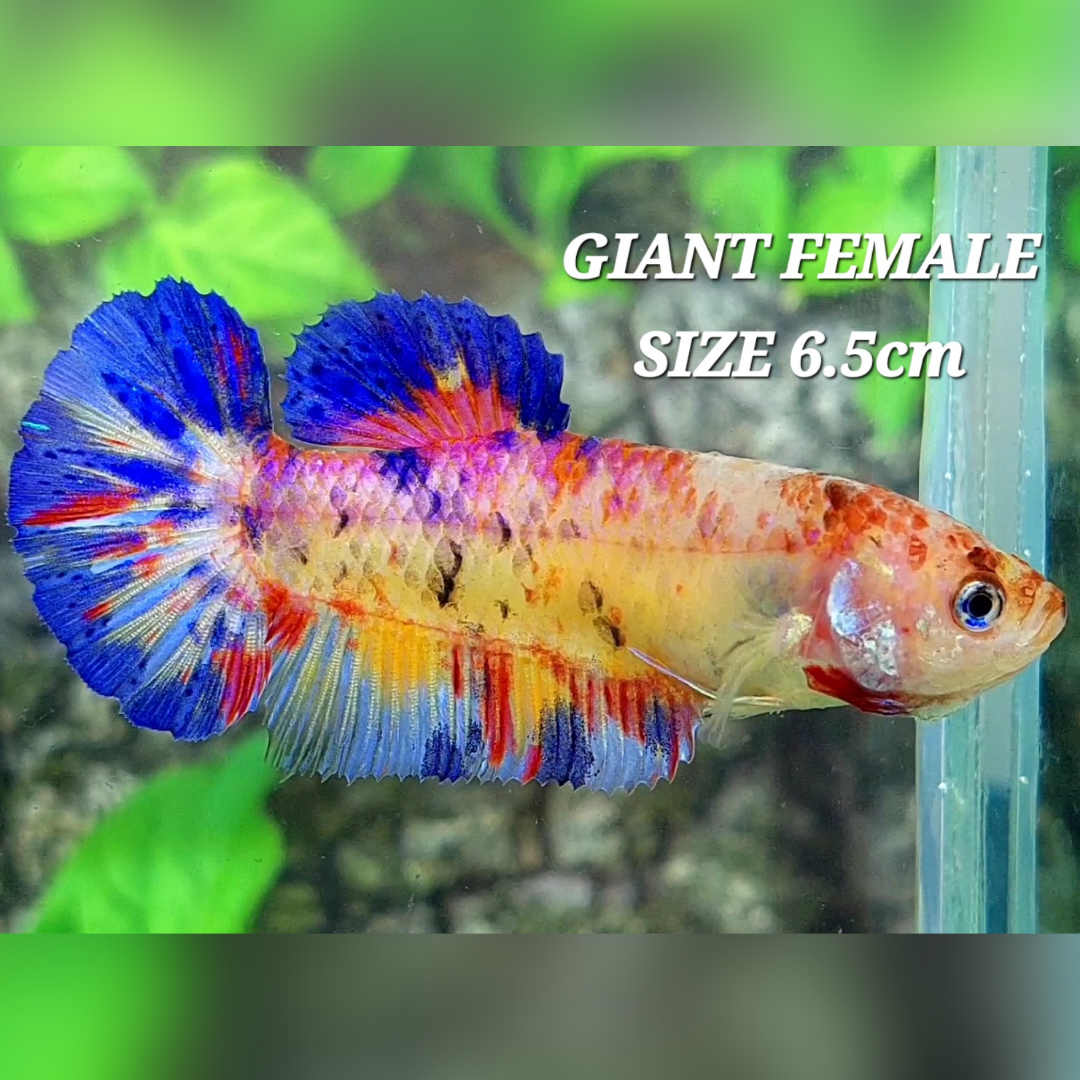 Multicolor Candy Galaxy JUMBO GIANT HMPK Female #na
