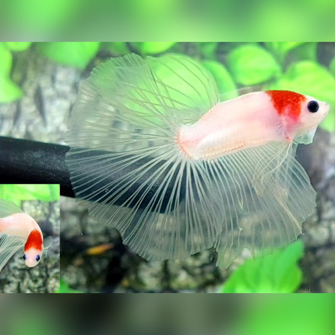 Rare Red Koi Tancho Halfmoon Male #na