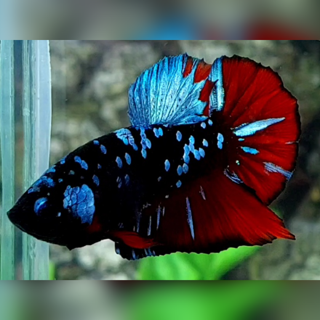 Avatar Gray Red Vampire HMPK Male #na
