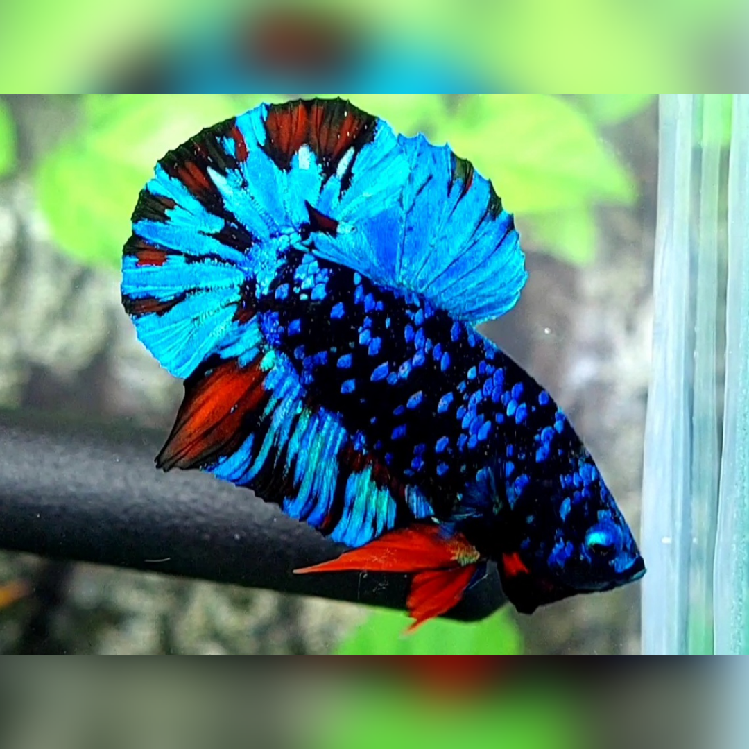 Avatar Gordon Turquoise Red HMPK Male #na