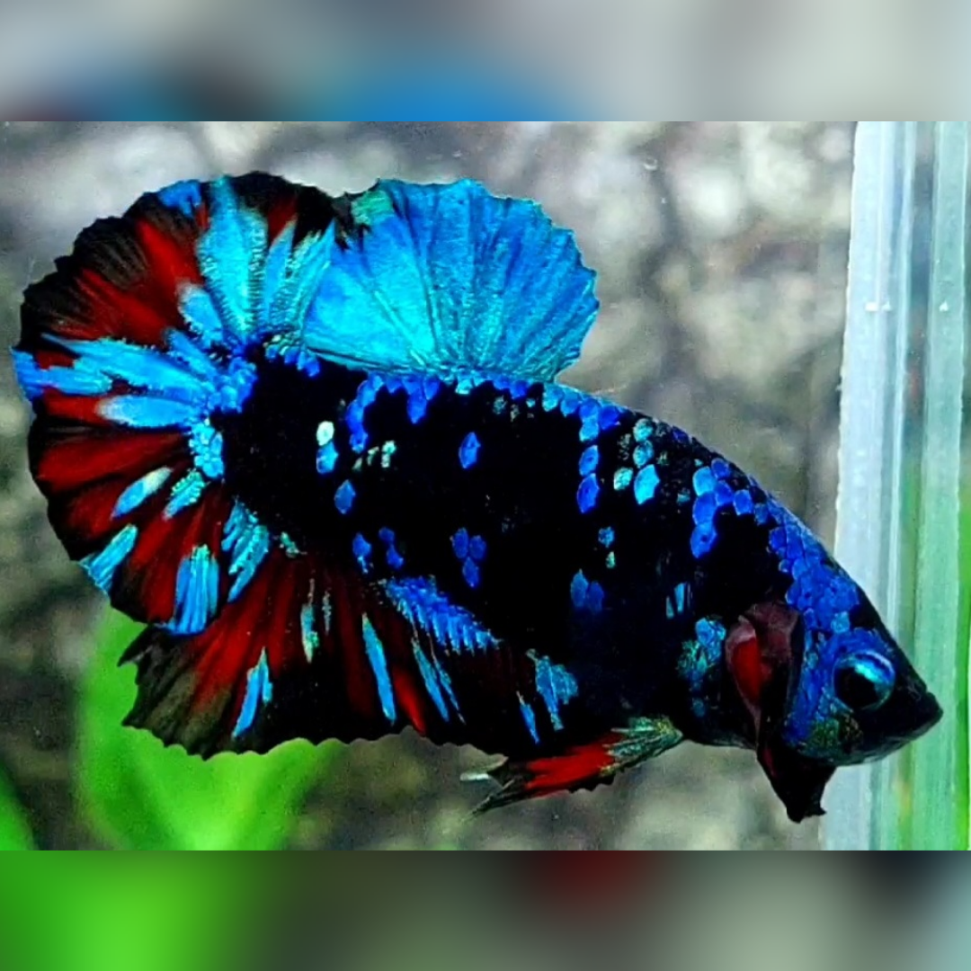 Avatar Gordon Turquoise Red HMPK Male #na