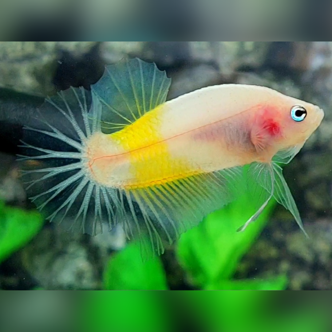 Yellow Koi Tancho HMPK Betta Fish Male