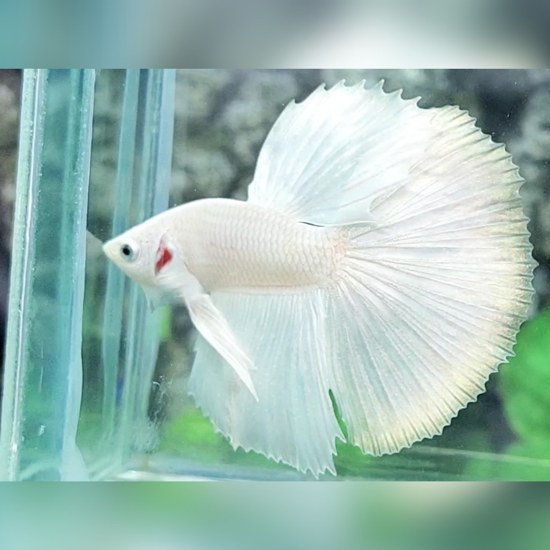 Solid Platinum White Halfmoon Male #cs