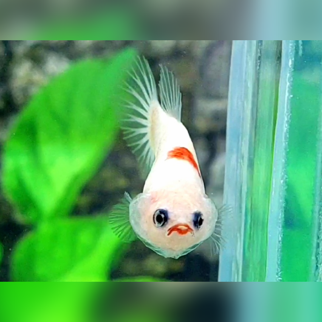 Red Lip Koi Tancho HMPK Female For Sorority / Breed #na
