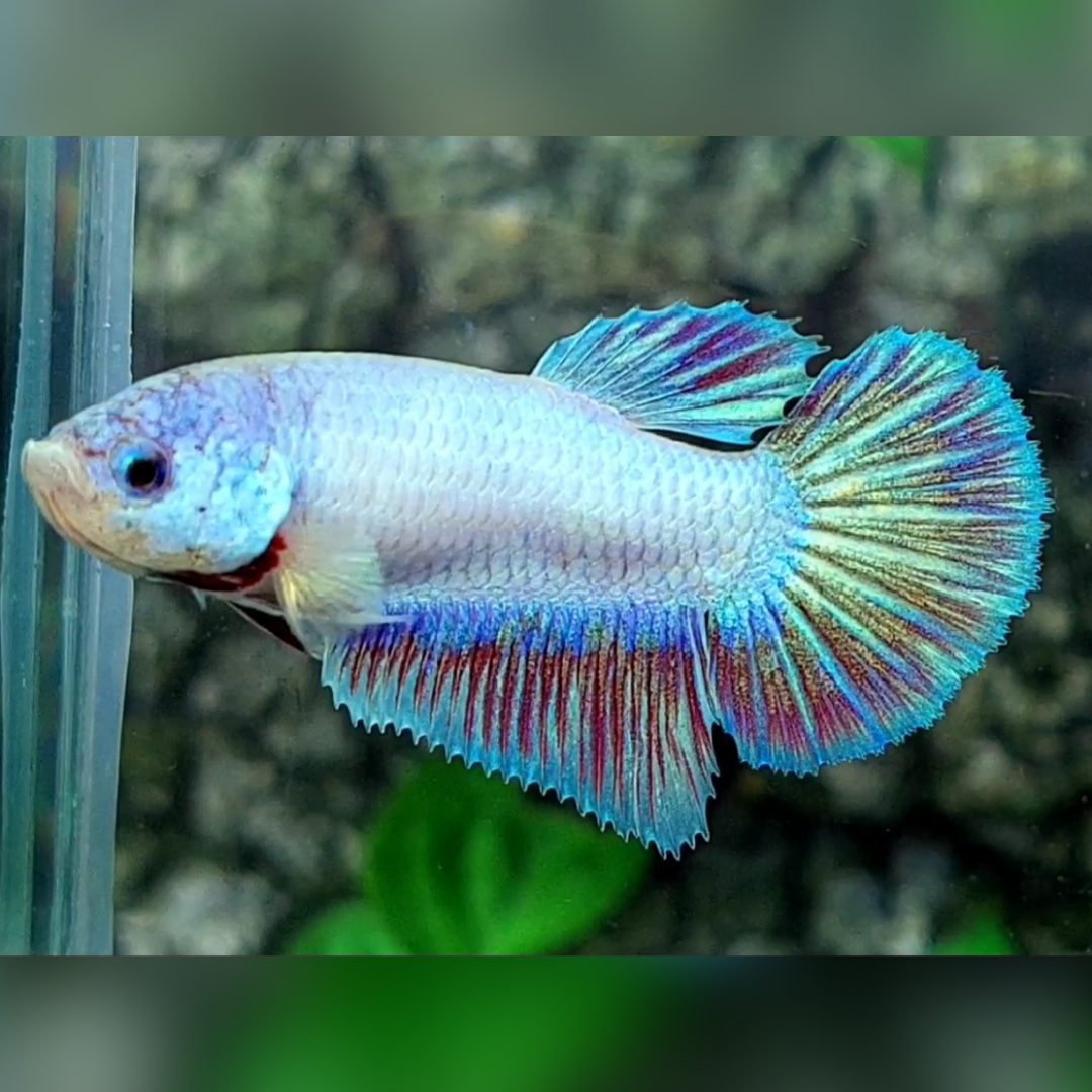 Fancy Halfmoon Female For Sorority / Breed #na