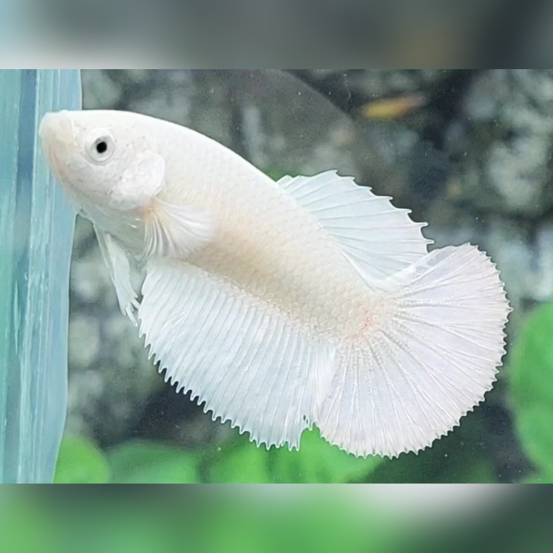 Solid Platinum White Halfmoon Female For Sorority / Breed #na