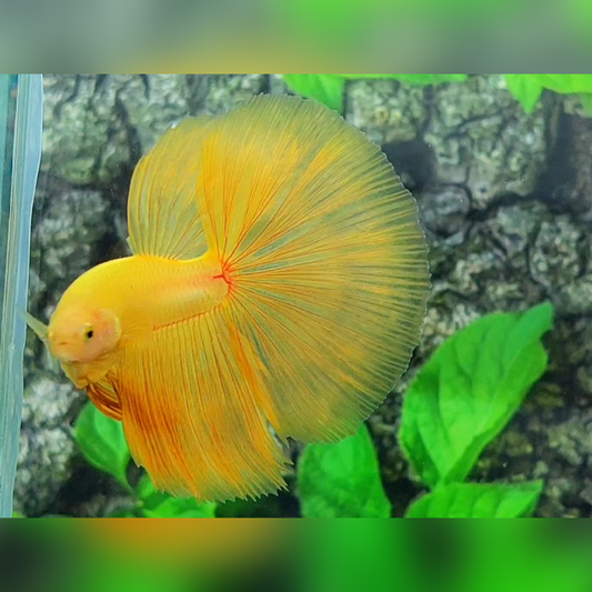 Solid Super Yellow Banana Halfmoon Male #na