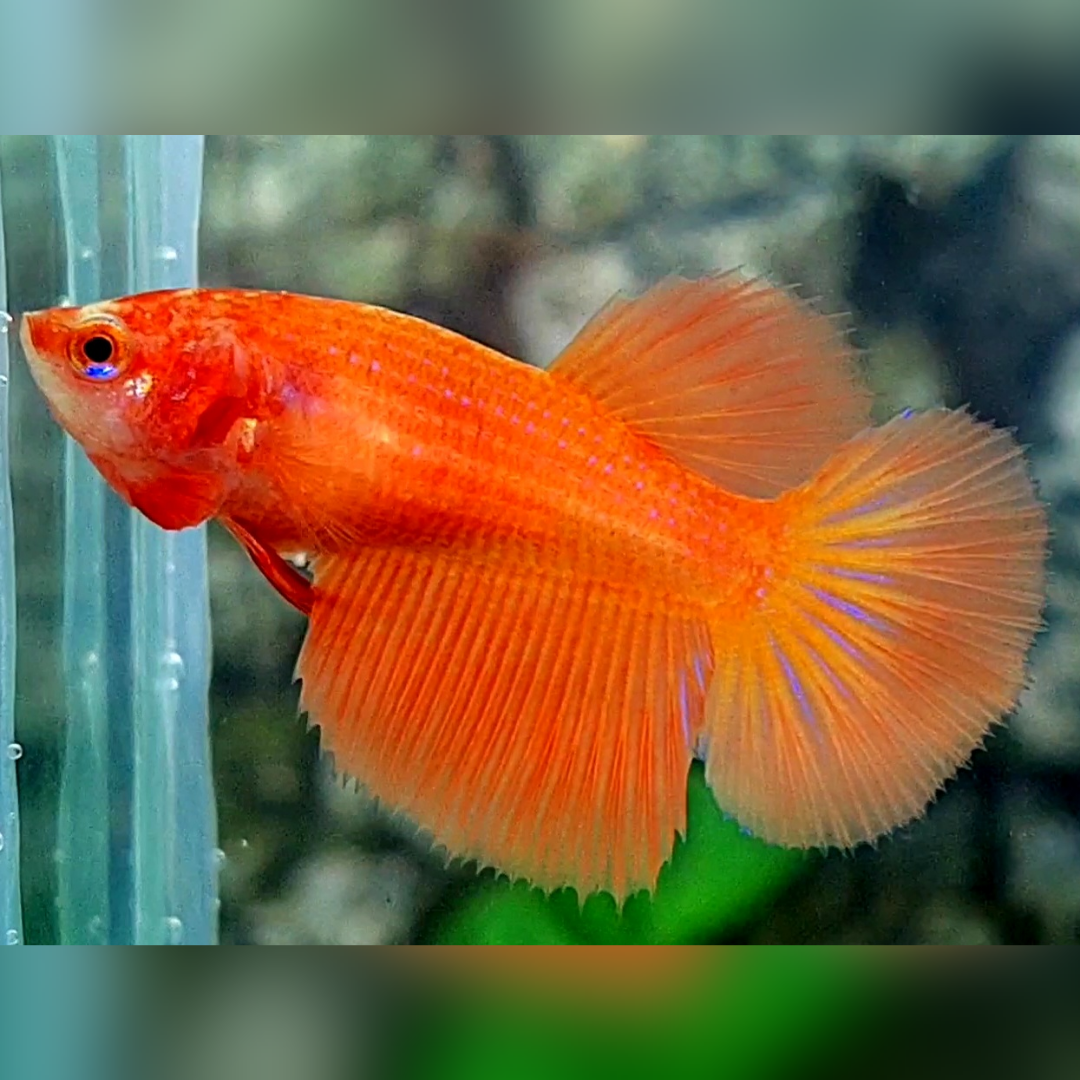 Solid Orange Halfmoon Female For Sorority / Breed #na