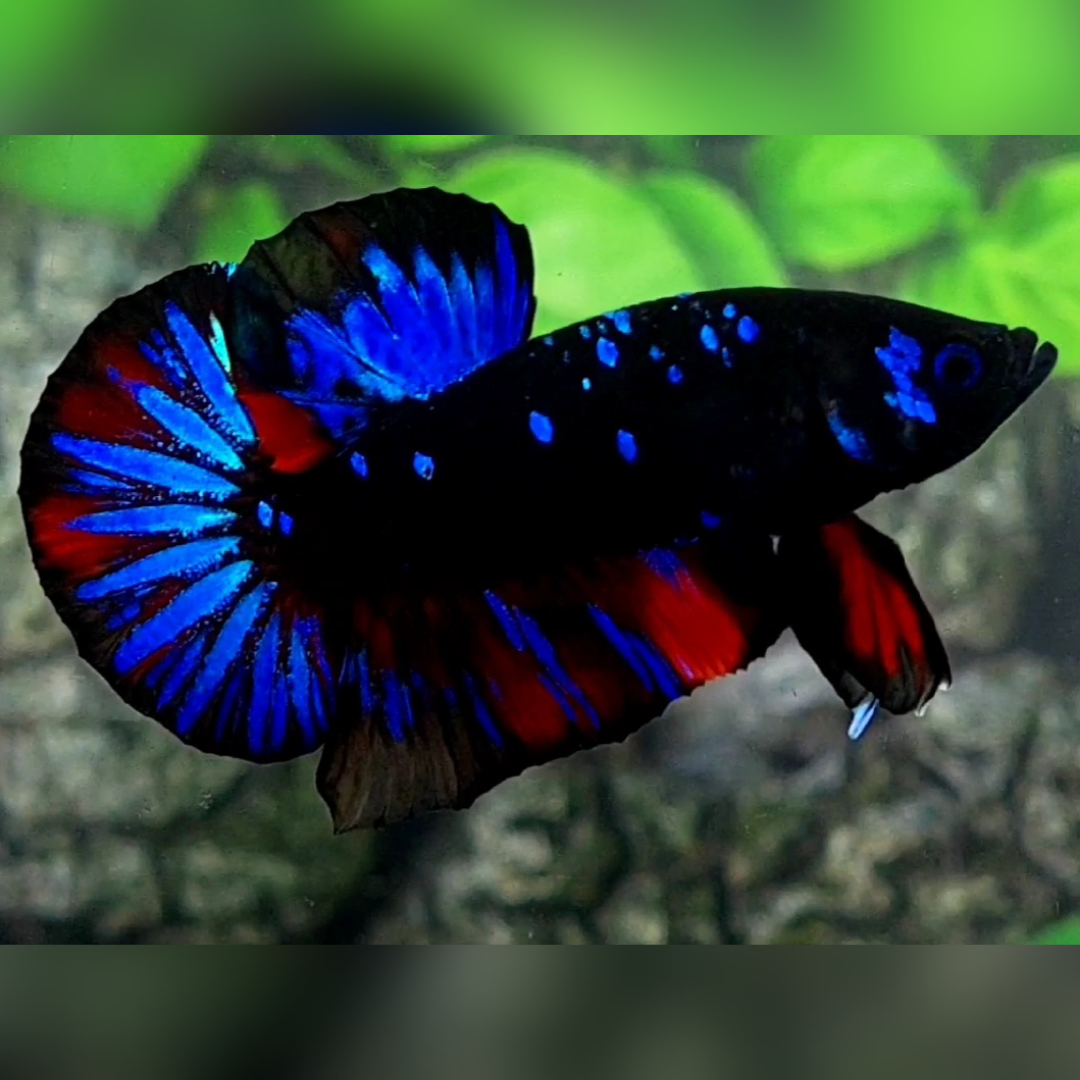 Avatar Gordon Blue Red HMPK Male