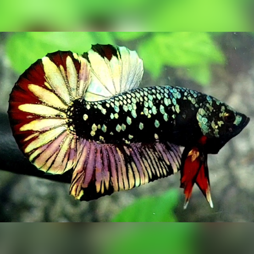 Avatar Red Copper Gold HMPK Male