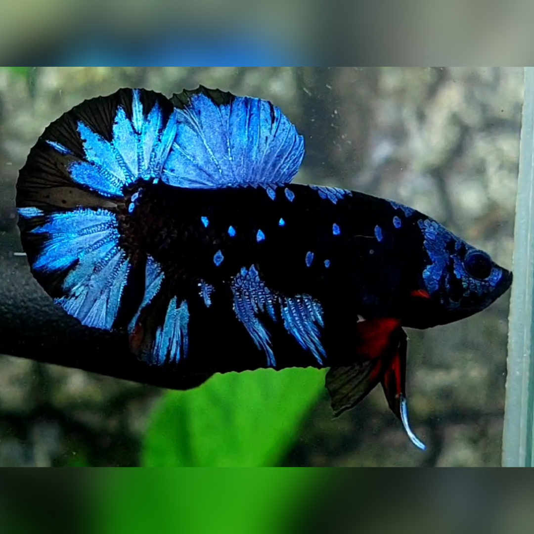 Avatar Gordon Gray HMPK Male