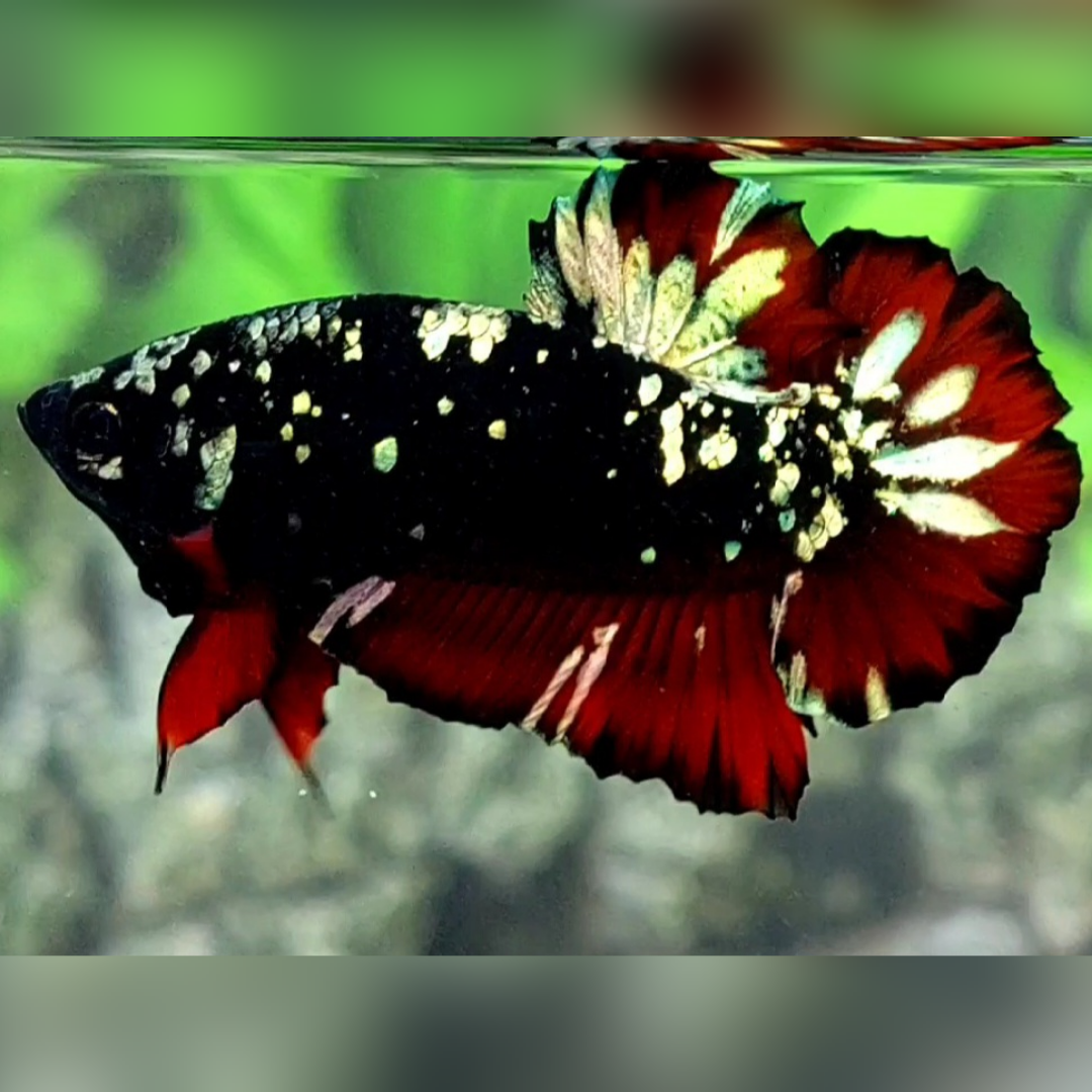 Avatar Red Vampire Copper Gold HMPK Male