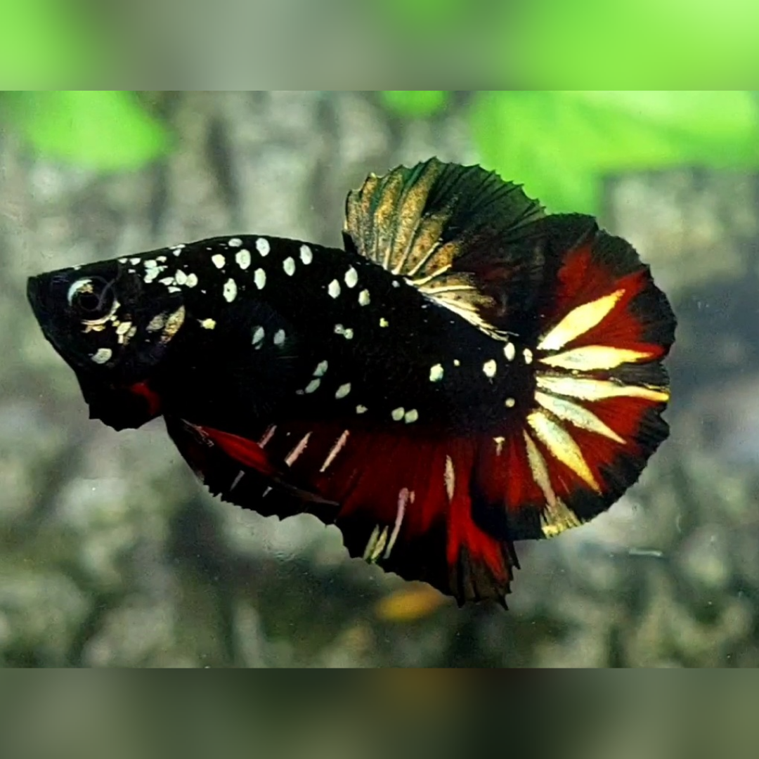 Avatar Red Vampire Copper Gold HMPK Male