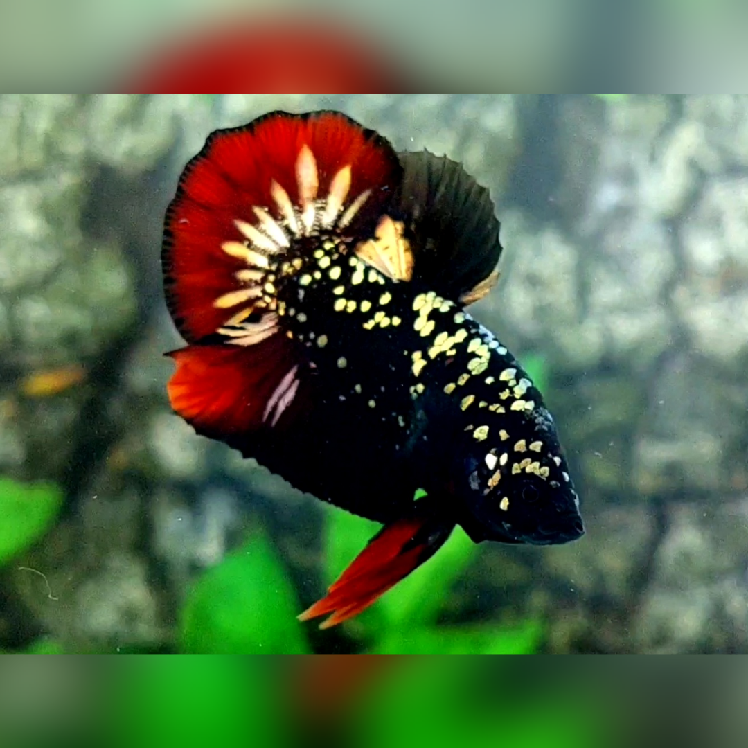 Avatar Red Vampire Copper Gold HMPK Male