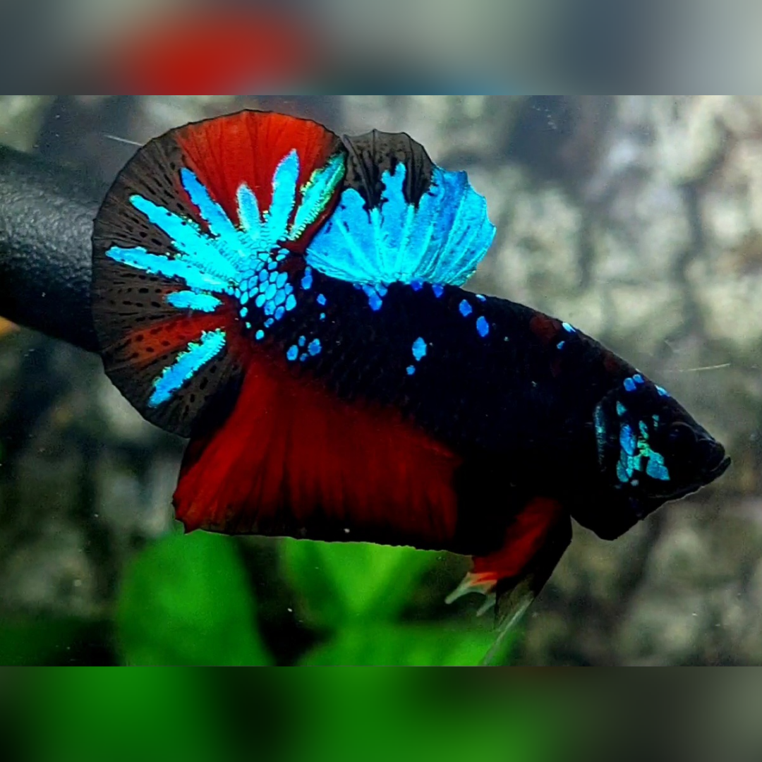 Avatar Gordon Red Turquoise HMPK Male