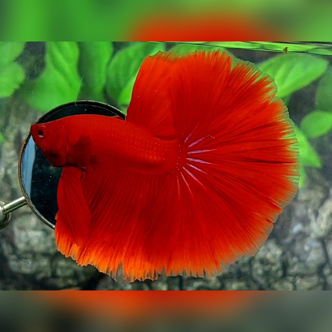 Solid Super Red Over Halfmoon Male