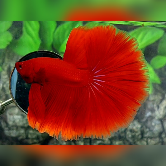Solid Super Red Over Halfmoon Male