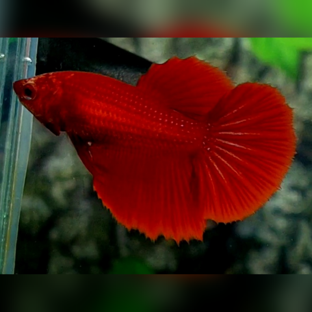 Solid Super Red Halfmoon Female For Sorority / Breed