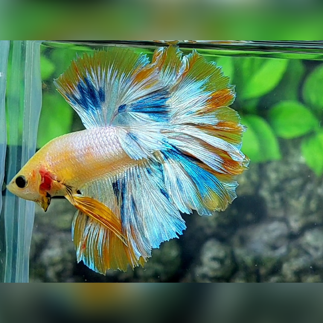 Rosetail Yellow Candy Halfmoon Male