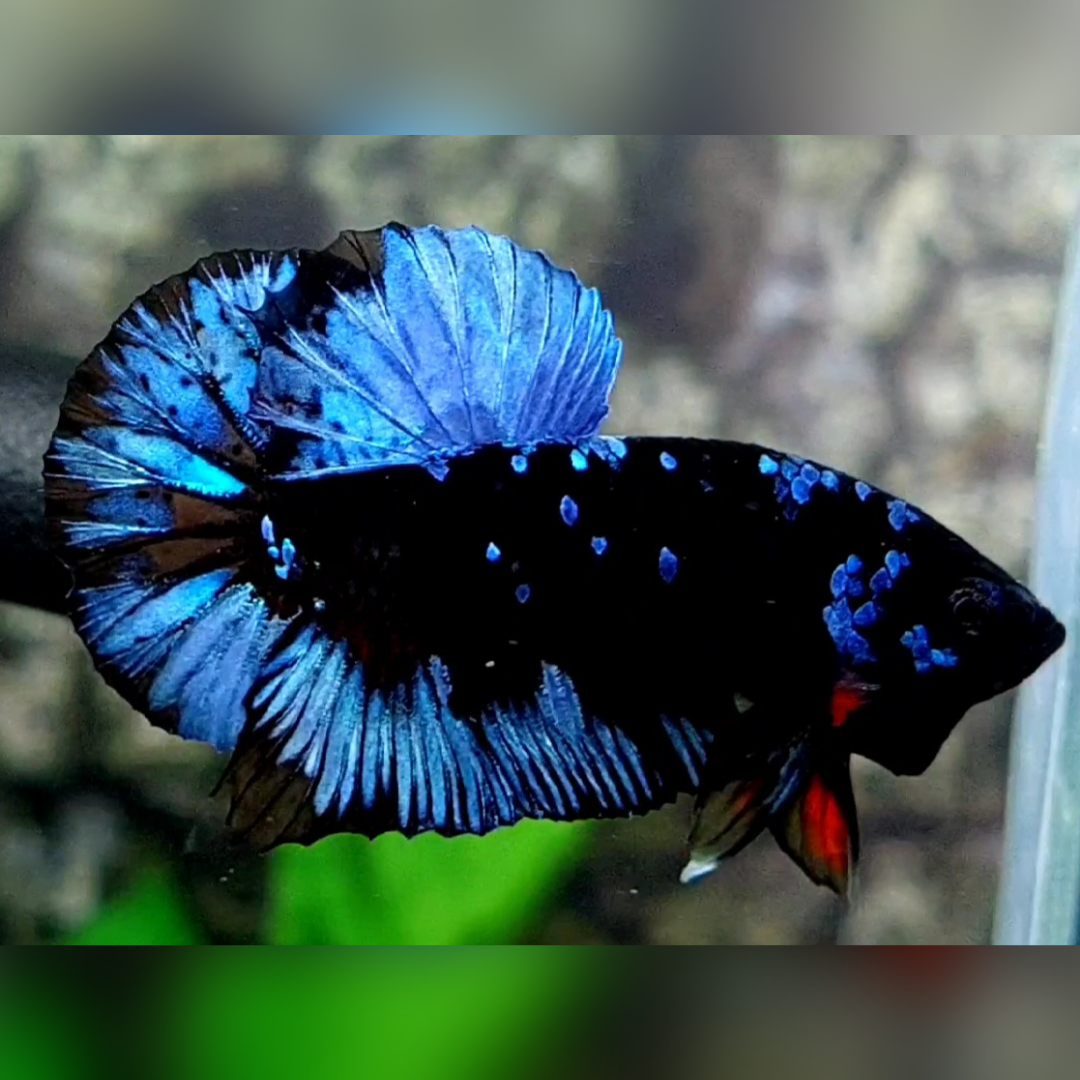 Avatar Gordon Gray HMPK Male