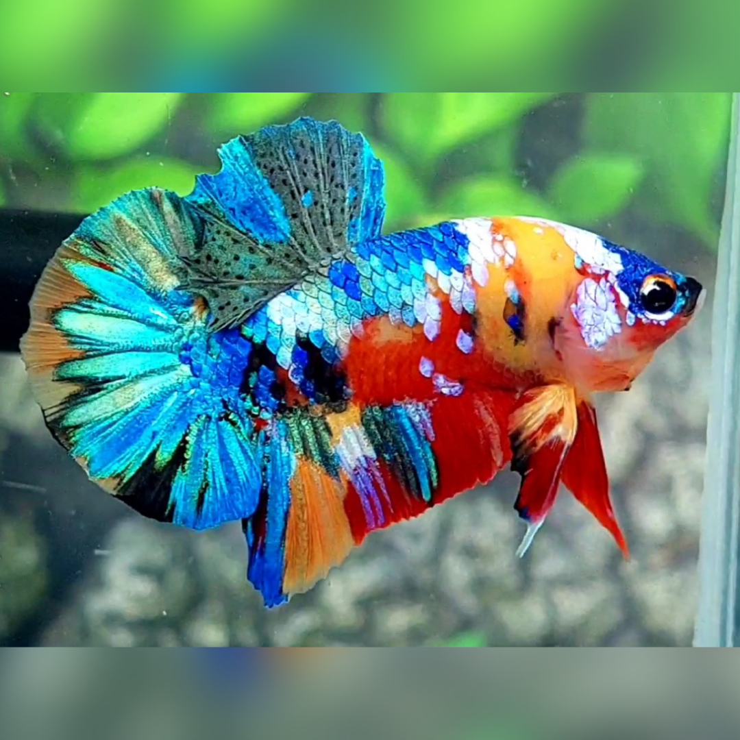 Multicolor Yellowbase Galaxy HMPK Male