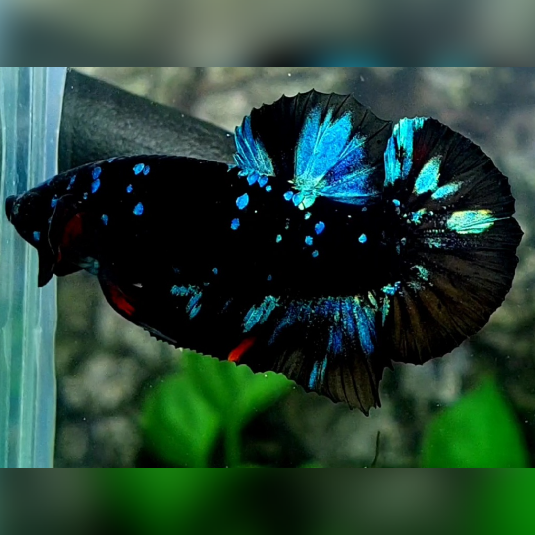 Avatar Gordon Turquoise HMPK Male